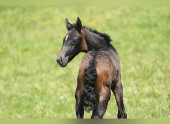 Lusitanien, Étalon, 2 Ans, 165 cm, Bai brun foncé