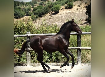 Lusitanien, Étalon, 2 Ans, 165 cm, Noir