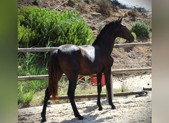 Lusitanien, Étalon, 2 Ans, 165 cm, Noir