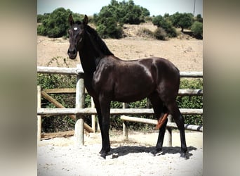 Lusitanien, Étalon, 2 Ans, 165 cm, Noir