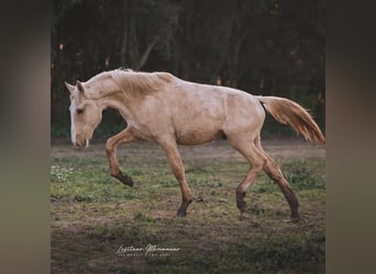 Lusitanien, Étalon, 2 Ans, 165 cm, Palomino