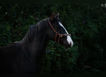 Lusitanien Croisé, Étalon, 2 Ans, 170 cm, Noir