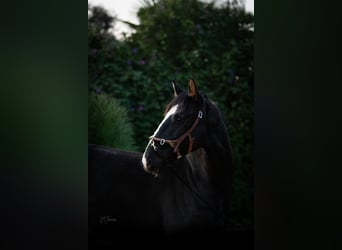 Lusitanien Croisé, Étalon, 2 Ans, 170 cm, Noir