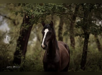 Lusitanien Croisé, Étalon, 2 Ans, 170 cm, Noir