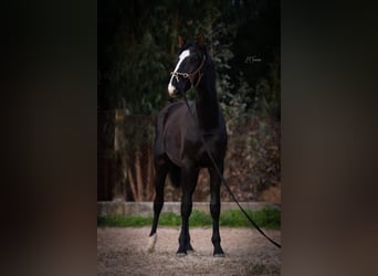 Lusitanien Croisé, Étalon, 2 Ans, 170 cm, Noir