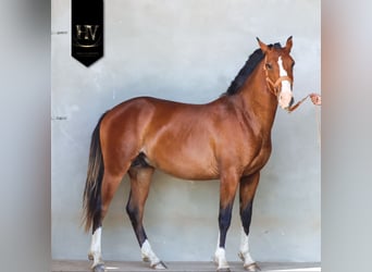 Lusitanien, Étalon, 2 Ans, Bai