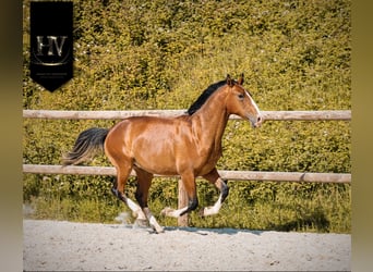 Lusitanien, Étalon, 2 Ans, Bai