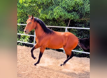 Lusitanien, Étalon, 2 Ans, Bai