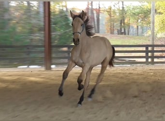 Lusitanien, Étalon, 2 Ans, Buckskin