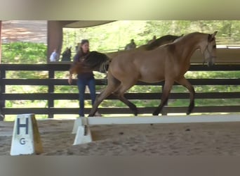 Lusitanien, Étalon, 2 Ans, Buckskin