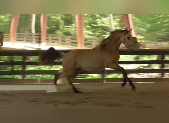 Lusitanien, Étalon, 2 Ans, Buckskin
