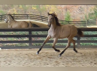 Lusitanien, Étalon, 2 Ans, Buckskin