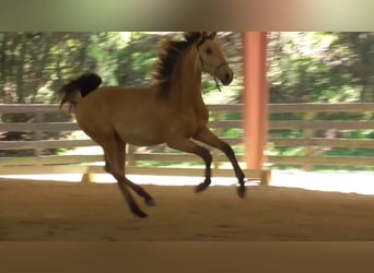 Lusitanien, Étalon, 2 Ans, Buckskin