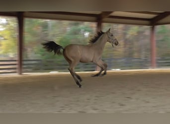 Lusitanien, Étalon, 2 Ans, Buckskin
