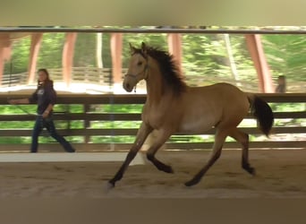 Lusitanien, Étalon, 2 Ans, Buckskin