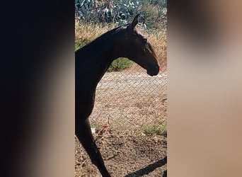 Lusitanien, Étalon, 2 Ans, Gris