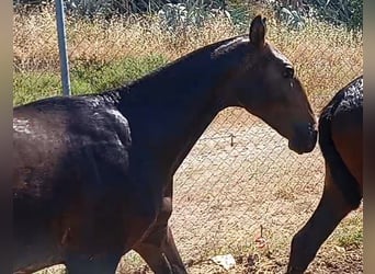 Lusitanien, Étalon, 2 Ans, Gris