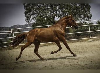 Lusitanien Croisé, Étalon, 3 Ans, 147 cm, Alezan