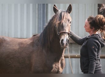 Lusitanien, Étalon, 3 Ans, 153 cm, Buckskin