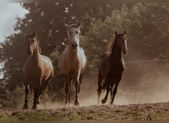 Lusitanien, Étalon, 3 Ans, 153 cm, Buckskin