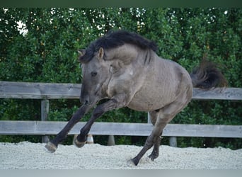 Lusitanien, Étalon, 3 Ans, 154 cm, Grullo