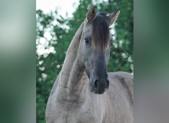 Lusitanien, Étalon, 3 Ans, 154 cm, Grullo