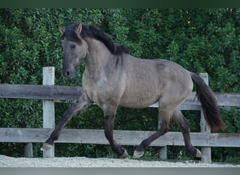 Lusitanien, Étalon, 3 Ans, 154 cm, Grullo