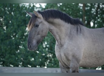 Lusitanien, Étalon, 3 Ans, 154 cm, Grullo