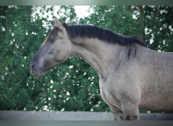 Lusitanien, Étalon, 3 Ans, 154 cm, Grullo