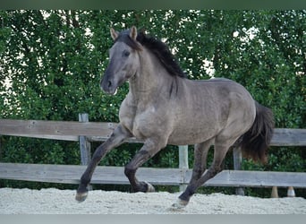 Lusitanien, Étalon, 3 Ans, 154 cm, Grullo