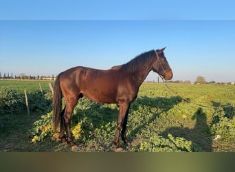 Lusitanien, Étalon, 3 Ans, 155 cm, Bai brun