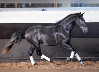 Lusitanien, Étalon, 3 Ans, 155 cm, Gris noir