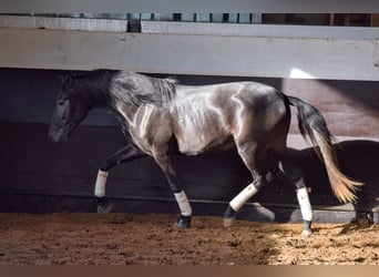 Lusitanien, Étalon, 3 Ans, 155 cm, Gris noir