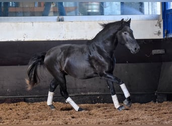 Lusitanien, Étalon, 3 Ans, 155 cm, Gris noir