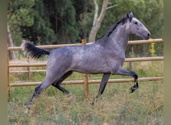 Lusitanien, Étalon, 3 Ans, 155 cm, Rouan bleu