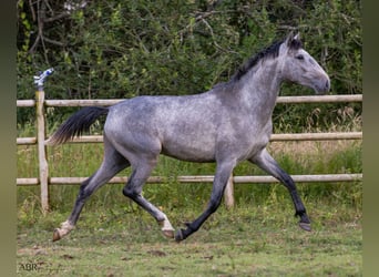 Lusitanien, Étalon, 3 Ans, 155 cm, Rouan bleu