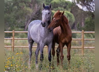 Lusitanien, Étalon, 3 Ans, 155 cm, Rouan bleu