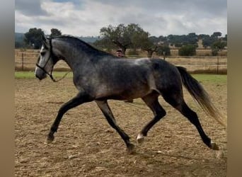 Lusitanien Croisé, Étalon, 3 Ans, 156 cm, Gris