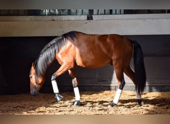 Lusitanien, Étalon, 3 Ans, 157 cm, Bai cerise