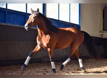 Lusitanien, Étalon, 3 Ans, 157 cm, Bai cerise