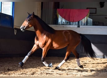 Lusitanien, Étalon, 3 Ans, 157 cm, Bai cerise