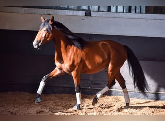 Lusitanien, Étalon, 3 Ans, 157 cm, Bai cerise