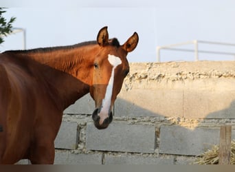 Lusitanien, Étalon, 3 Ans, 158 cm, Bai