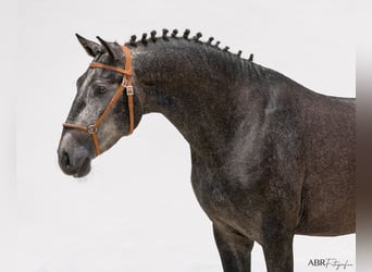 Lusitanien, Étalon, 3 Ans, 158 cm, Gris noir