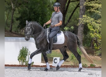 Lusitanien, Étalon, 3 Ans, 158 cm, Gris noir