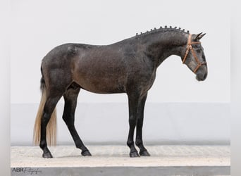 Lusitanien, Étalon, 3 Ans, 158 cm, Gris noir