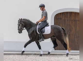 Lusitanien, Étalon, 3 Ans, 158 cm, Gris noir