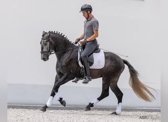 Lusitanien, Étalon, 3 Ans, 158 cm, Gris noir