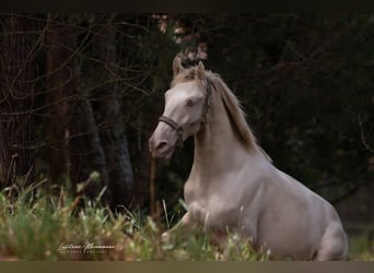 Lusitanien, Étalon, 3 Ans, 158 cm, Perlino