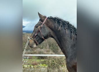 Lusitanien, Étalon, 3 Ans, 159 cm, Aubère